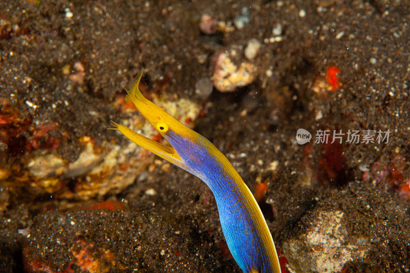 巨型马里鳗鱼(Gymnothorax javanicus)默里